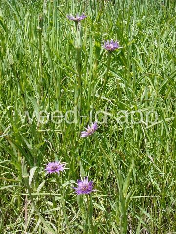 salsify, common